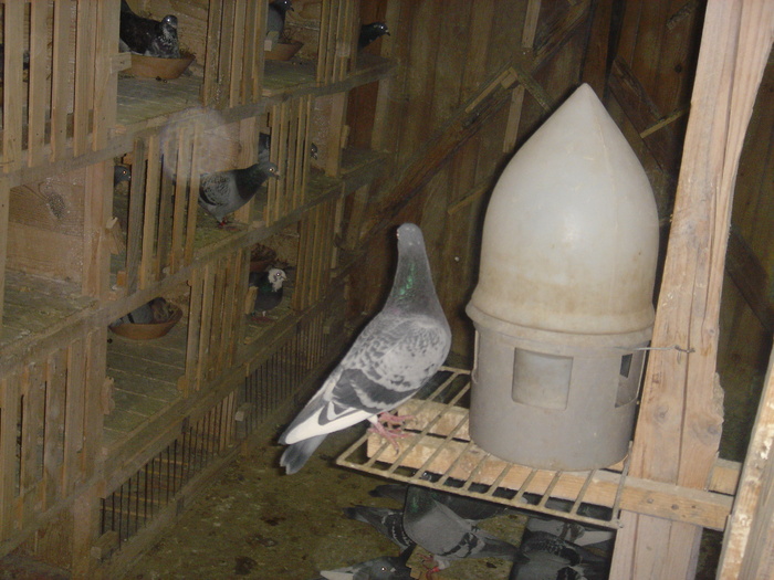 SETE - Voiajori 2003