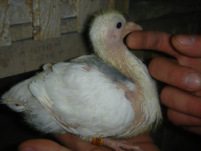 Zis pescarusul; Pierdut primul zbor
