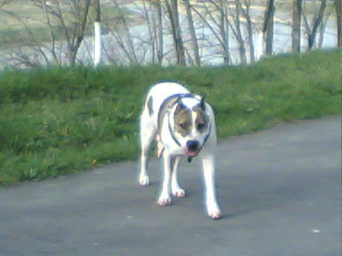 Lola; Dog argentinian cu Pitbull
