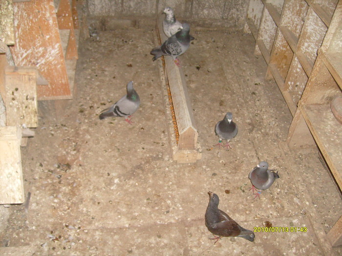 S7300123 - POZE DE TOATE  2010