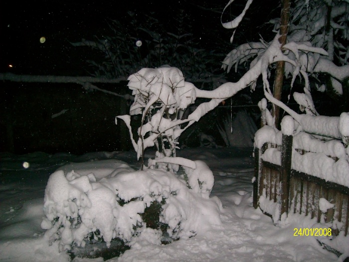 SANY7332 - poze  iarna