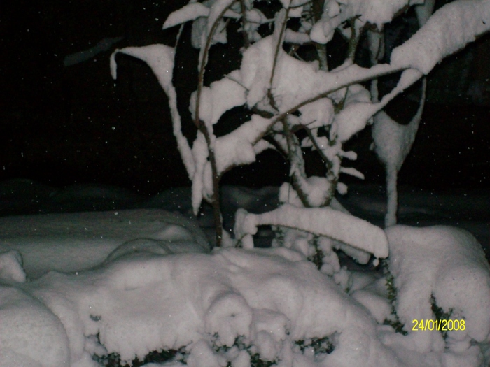 SANY7337 - poze  iarna