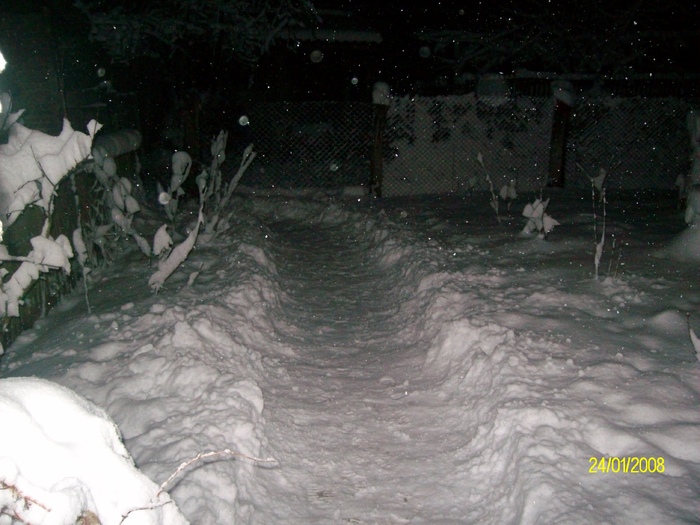 SANY7343 - poze  iarna