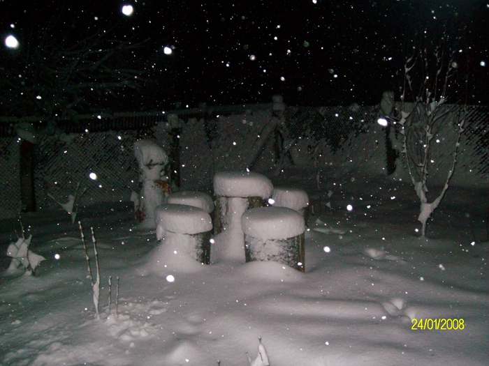 SANY7344 - poze  iarna