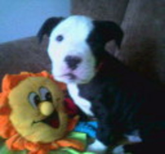 Cu jucaria - Fidelitate extrema-ADIO