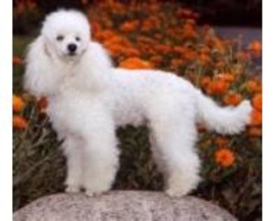 pudel - Poodle