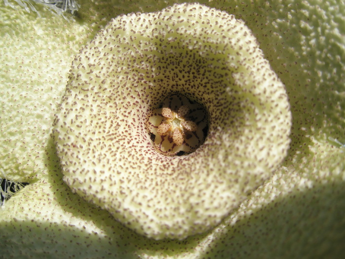 Orbea ciliata - detaliu centrul florii - ciliata