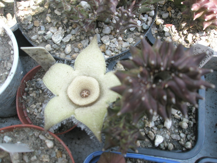 Orbea ciliata - ciliata