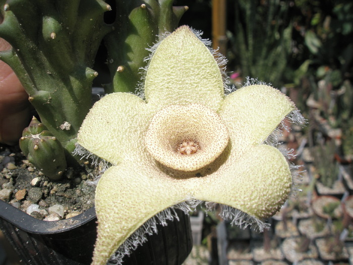 Orbea ciliata - floare - ciliata