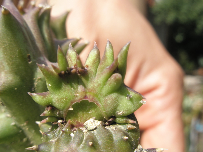 Orbea ciliata; Colectia Andre
