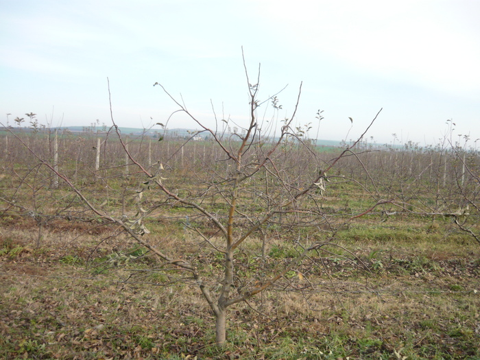 Taieri mar - Pomi Sirca