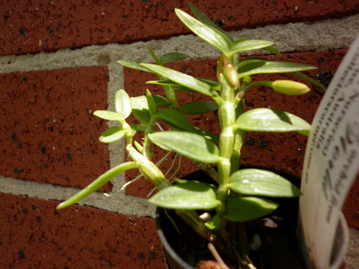 planta1 - Dendrobium loddigesii