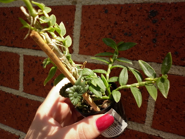 planta2 - Dendrobium loddigesii