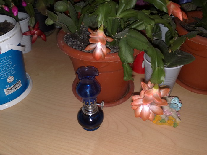 67 - Schlumbergera si Rhipsalidolis