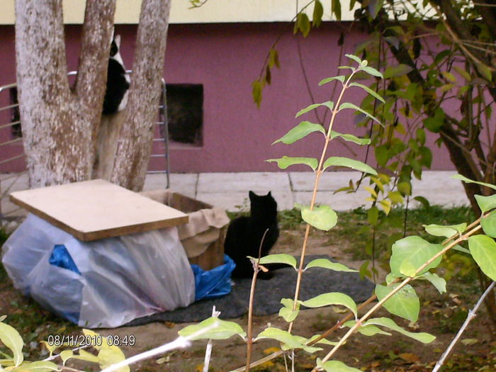 locul unde dorm.. - PISICI LA BLOC