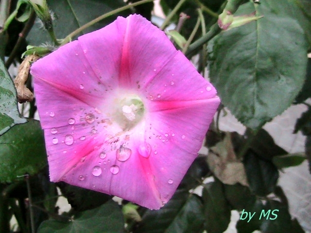  - Zorele-Ipomoea purpurea-09-11