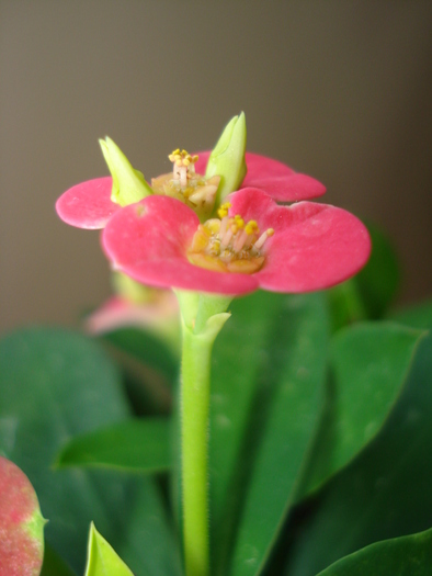EUFORBIA - FLORILE MELE