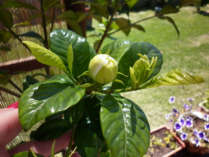 gardenia boboc; 20.11.10
