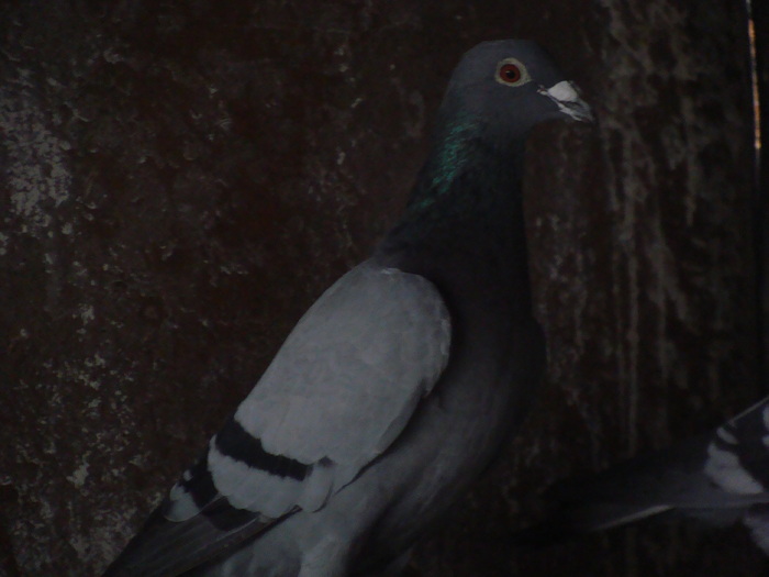 DSC04128 - porumbei din 2010