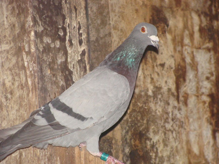 DSC04129 - porumbei din 2010