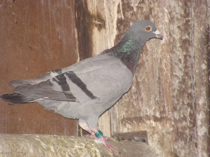 DSC04131 - porumbei din 2010