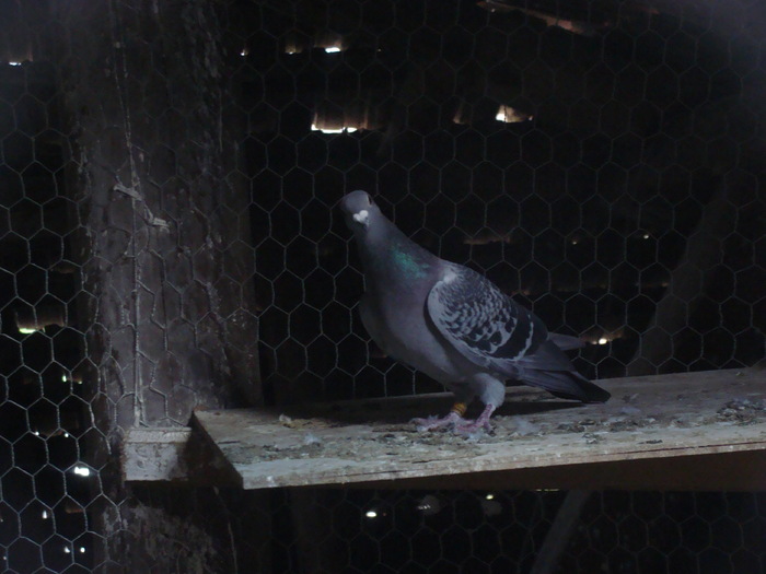 DSC04135 - porumbei din 2010