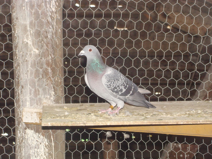 DSC04136 - porumbei din 2010