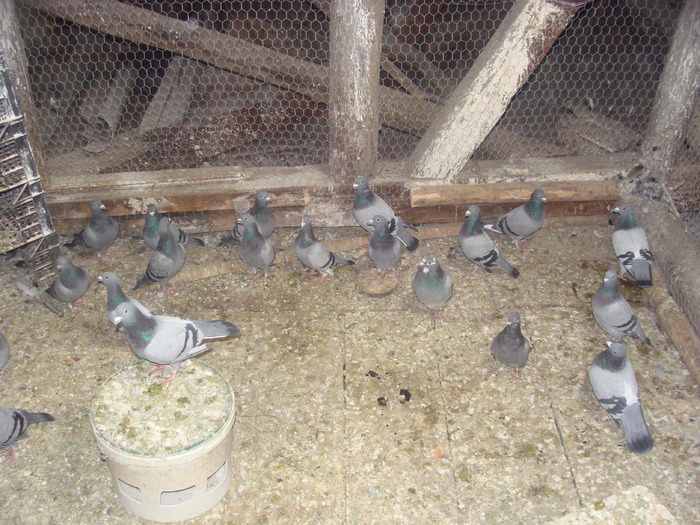 DSC04137 - porumbei din 2010