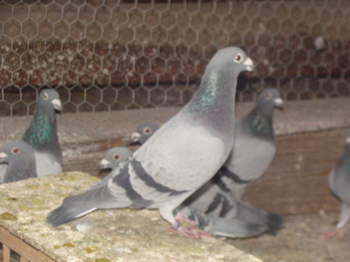 DSC04138 - porumbei din 2010