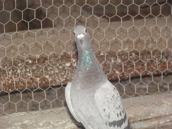 DSC04140 - porumbei din 2010