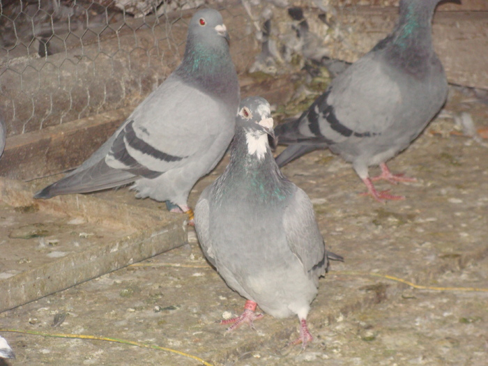 DSC04141 - porumbei din 2010