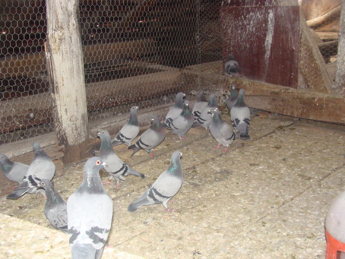 DSC04142 - porumbei din 2010