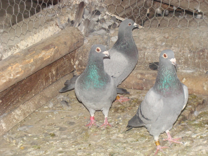 DSC04150 - porumbei din 2010
