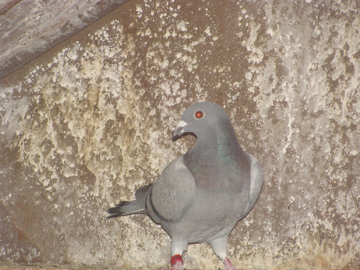 DSC04152 - porumbei din 2010