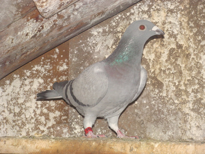 DSC04154 - porumbei din 2010