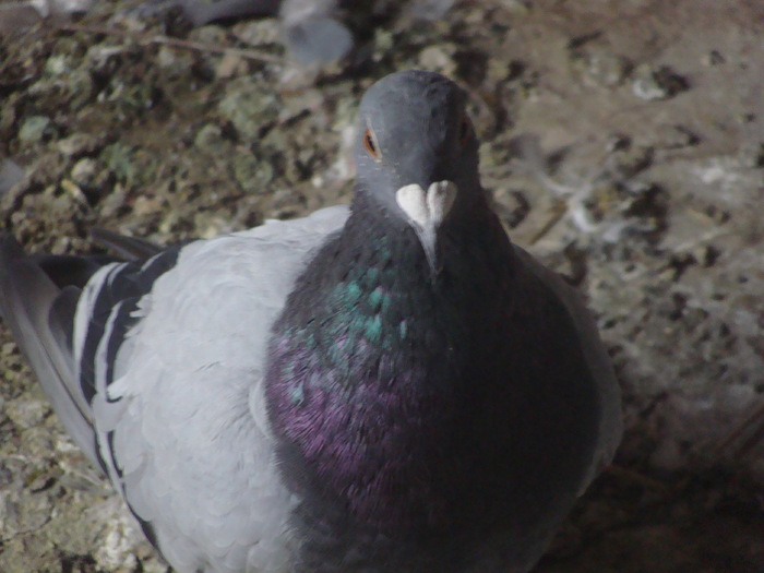 DSC04156 - porumbei din 2010