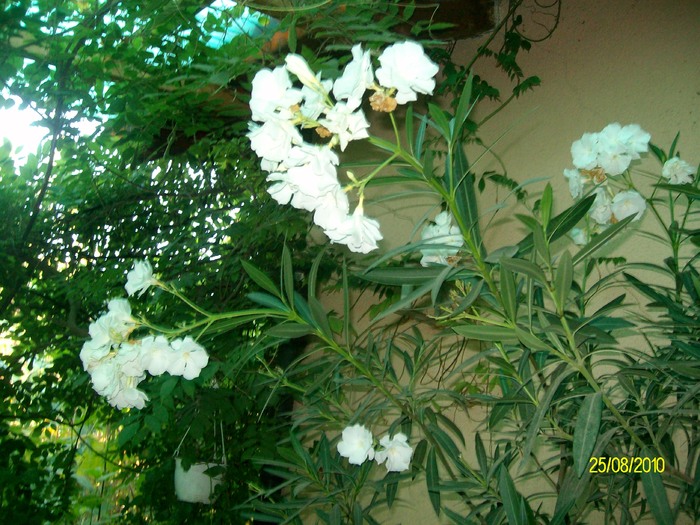 SANY2669