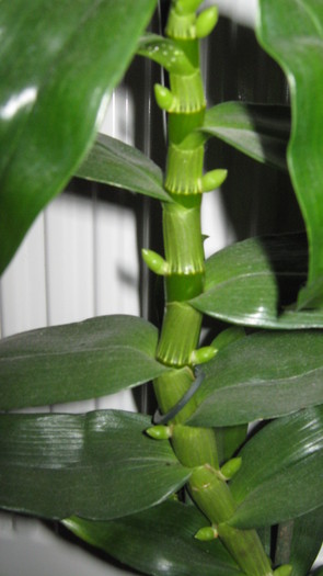dendrobium (in asteptarea florilor) - Orhidee