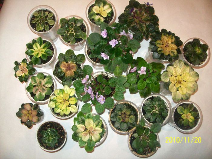 100_7134 - AFRICAN VIOLETS