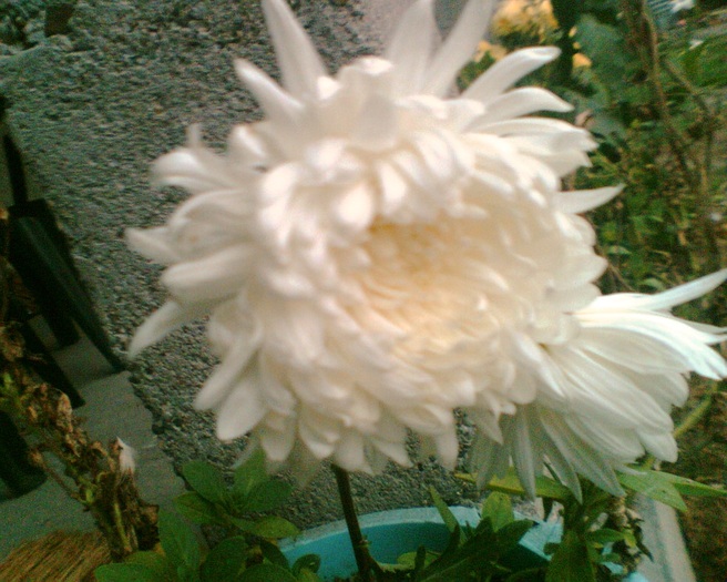 Imag004 - Crizanteme si tufanele
