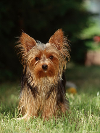 yorkshire_terrier - catelul meu