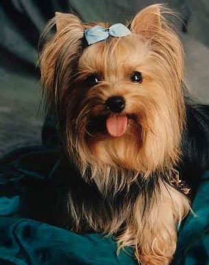 YorkshireTerrier1