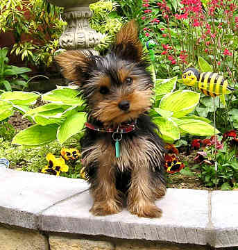 yorkshire-terrier-0127 - catelul meu