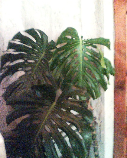 Imag042 - Monstera