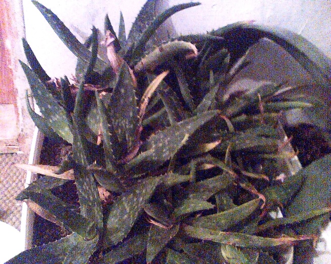 Imag031 - Aloe