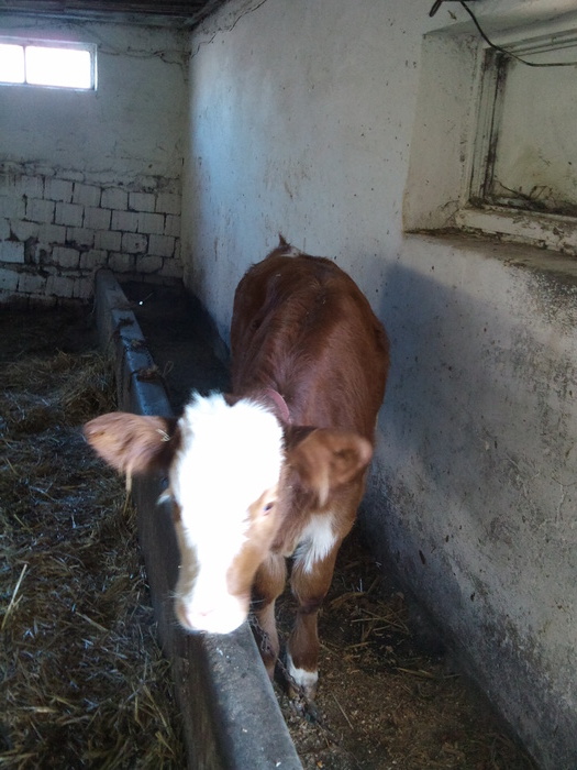 DSC01745 - ferma vaci de lapte