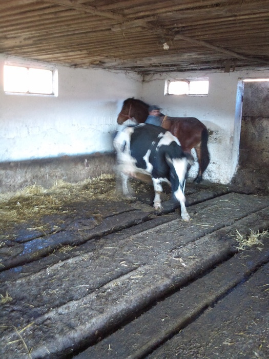 DSC01746 - ferma vaci de lapte