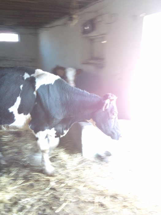 DSC01747 - ferma vaci de lapte