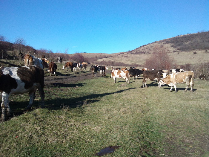 la plimbare - ferma vaci de lapte