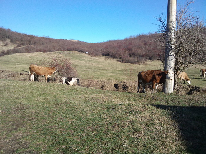 DSC01752 - ferma vaci de lapte